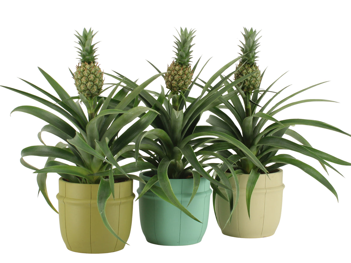 Ananas Mi Amigo 40cm 12cm Pot