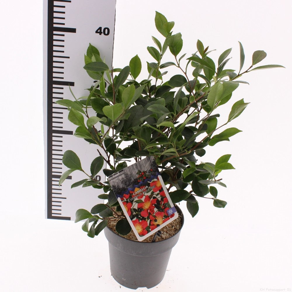 Camellia japonica 40cm 15cm Pot