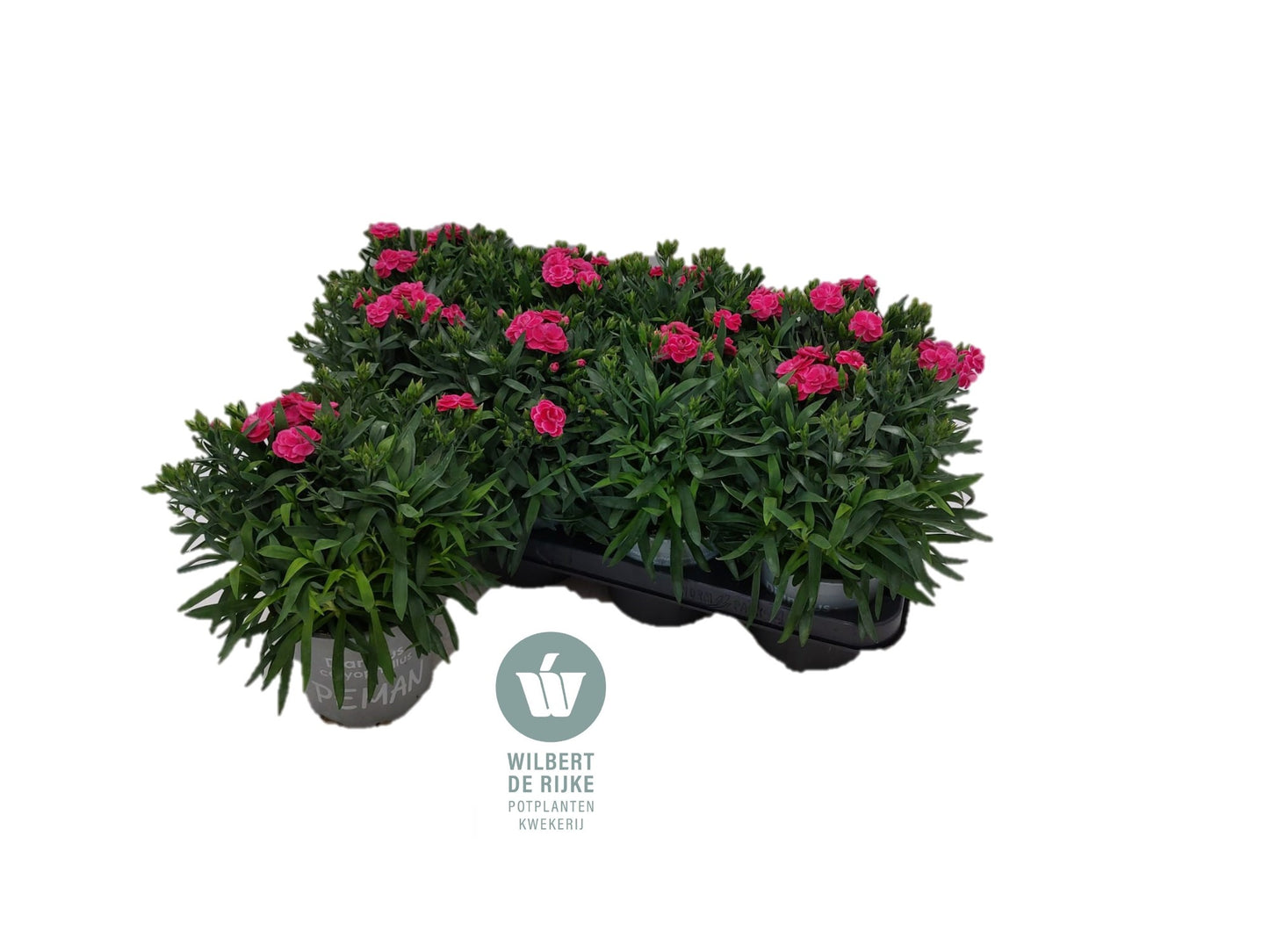 Dianthus Peman Fance Cerise 25cm 12cm Pot