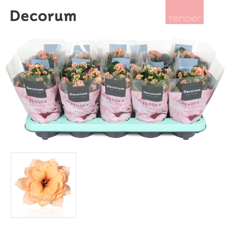 Kalanchoe Serenity Apricot 23cm 10.5cm Pot
