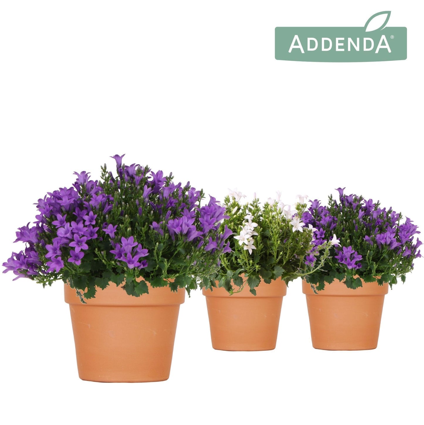 Campanula portenschlagiana 25cm 12cm Pot