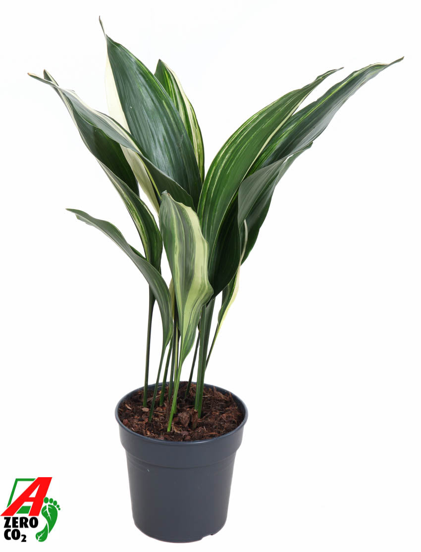 Aspidistra elatior 70cm 19cm Pot