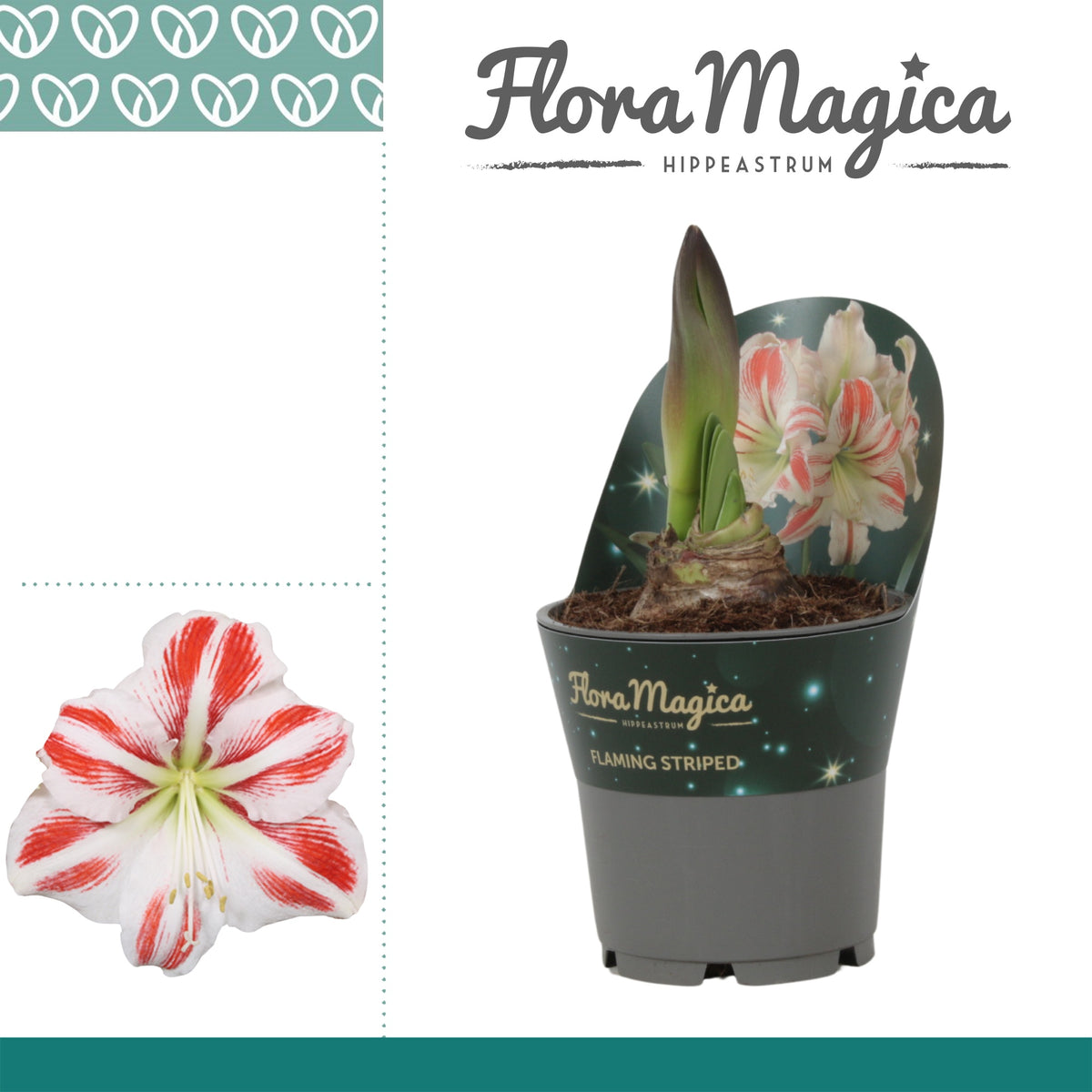 Hippeastrum 25cm 12cm Pot