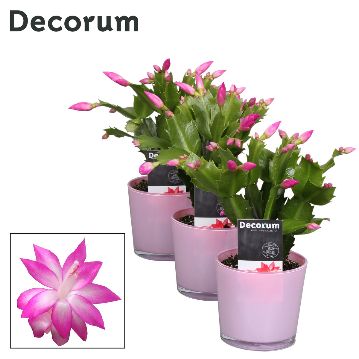 Schlumbergera Naomi 18cm 9cm Pot