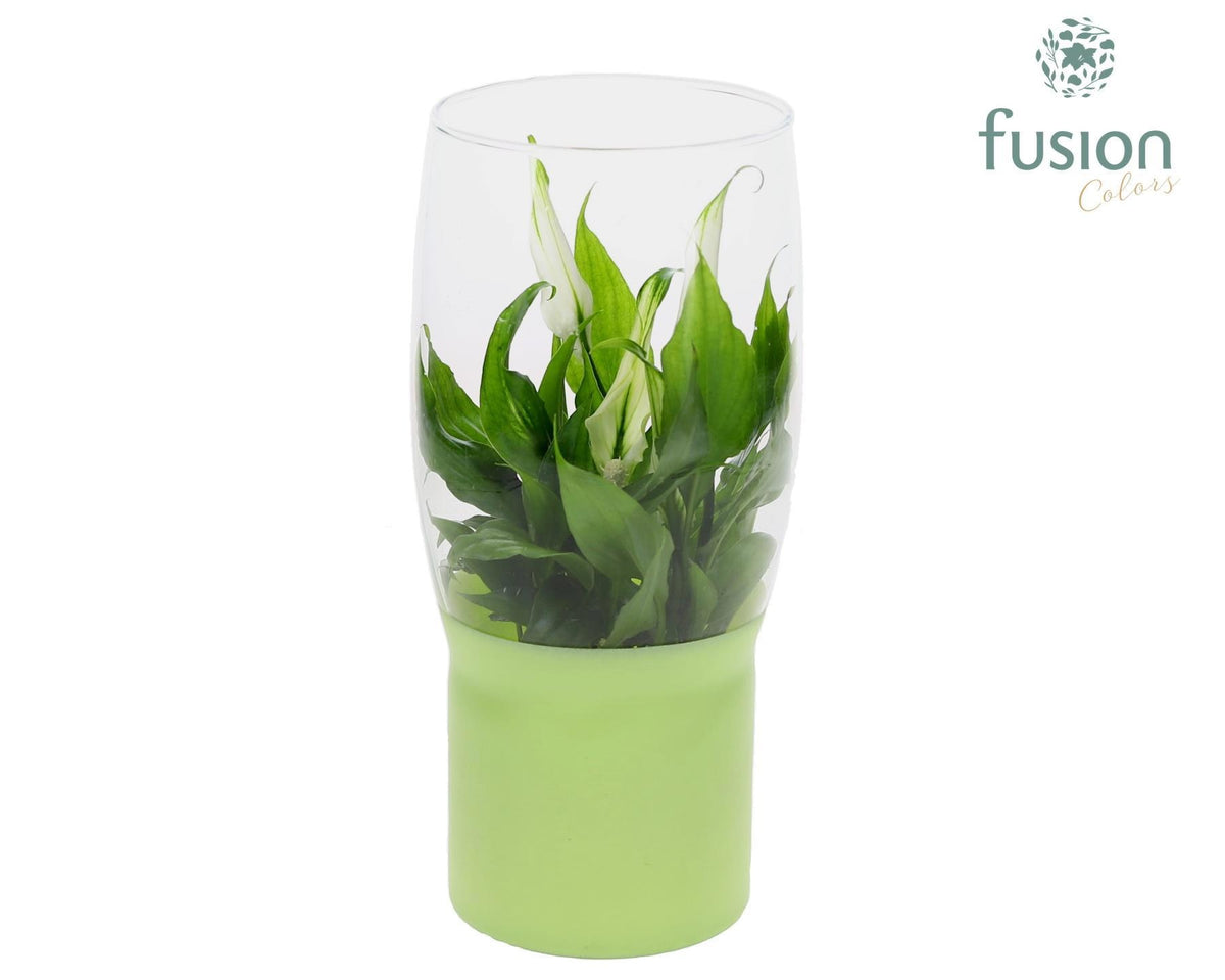 Green Bottle Tulp vaas met Spathiphyllum 25cm 12cm Pot