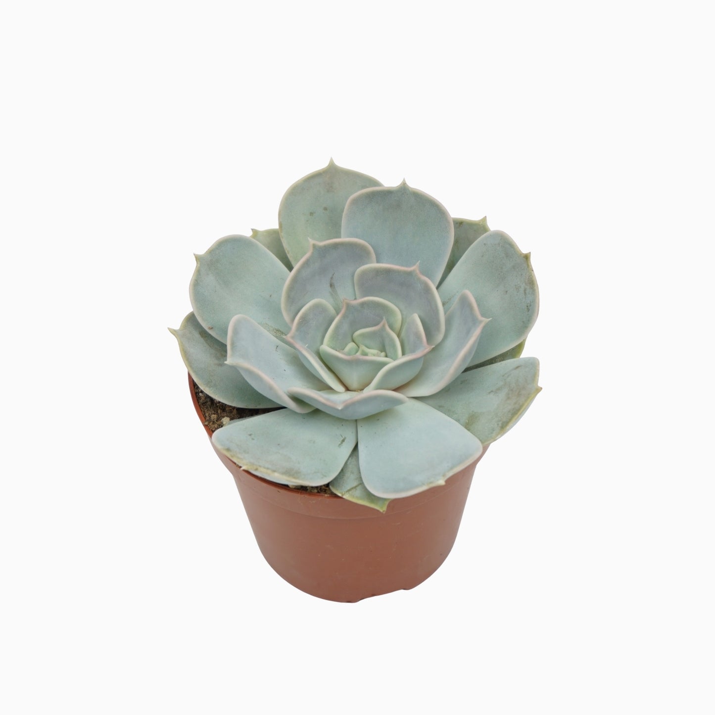 Echeveria Lilacina 10cm 8.5cm Pot