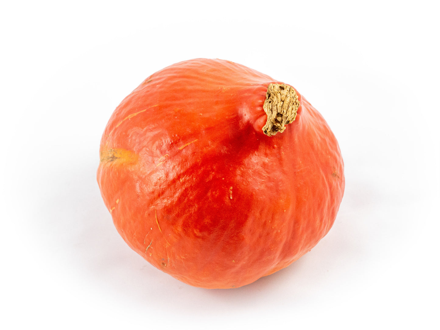 Cucurbita Rode Hokkaido 17cm 17cm Pot