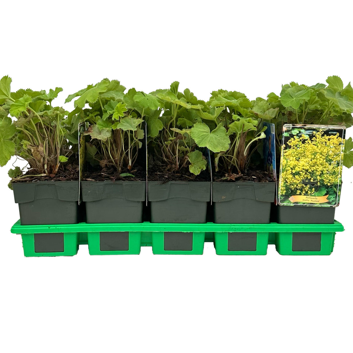 Alchemilla mollis 25cm 11cm Pot