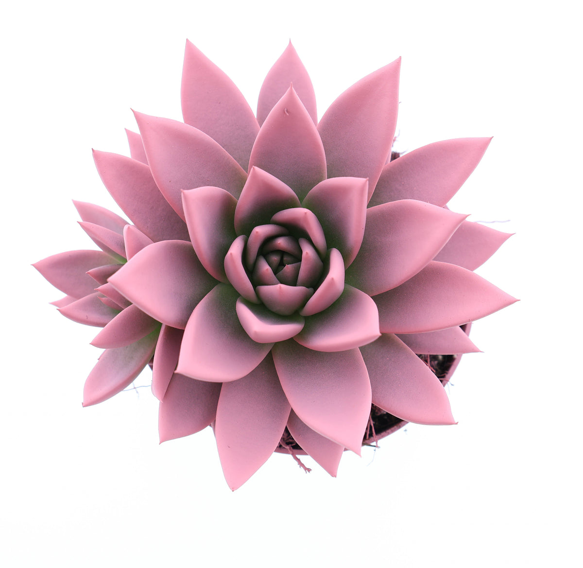 Rainbow rose 12cm 10.5cm Pot