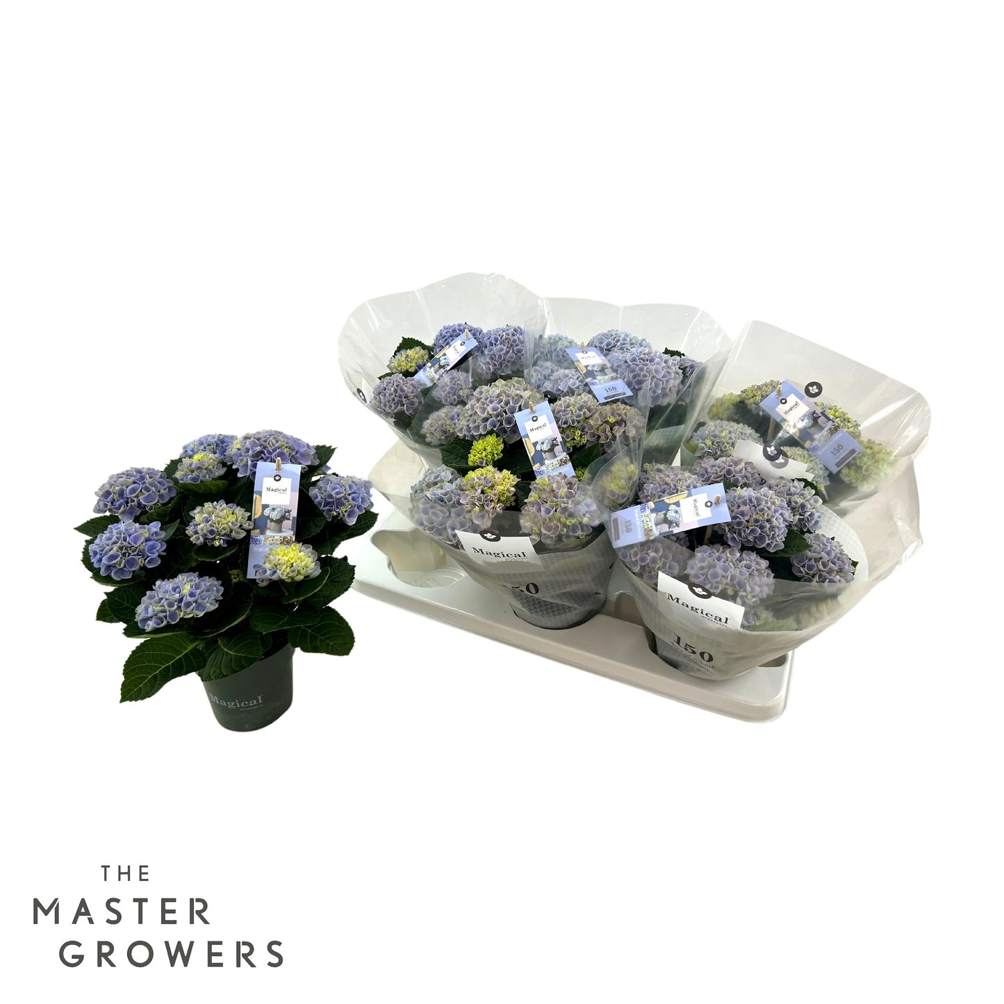 Hydrangea macrophylla Magical Revolution 30cm 12cm Pot