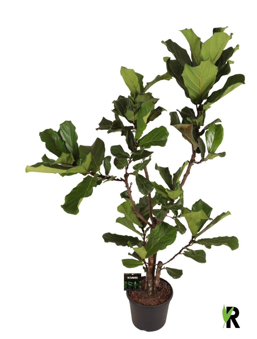 Ficus lyrata 180cm 35cm Pot