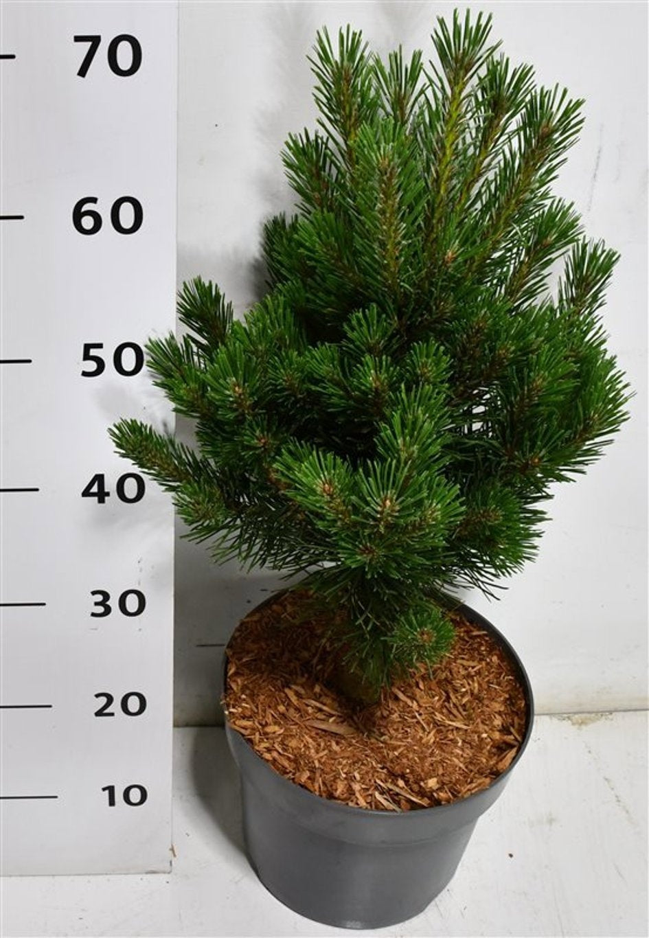 Pinus thunbergii 70cm 26cm Pot