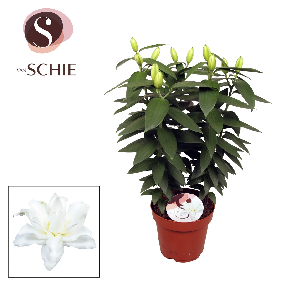 Lilium oriental Double Dante 60cm 19cm Pot