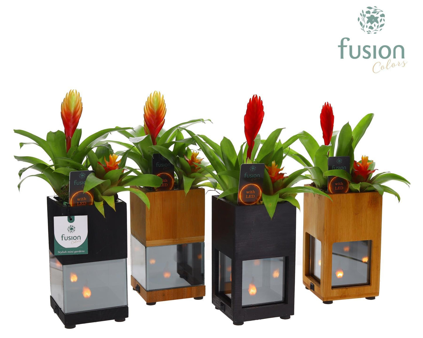 arr. Bromelia 35cm 10cm Pot