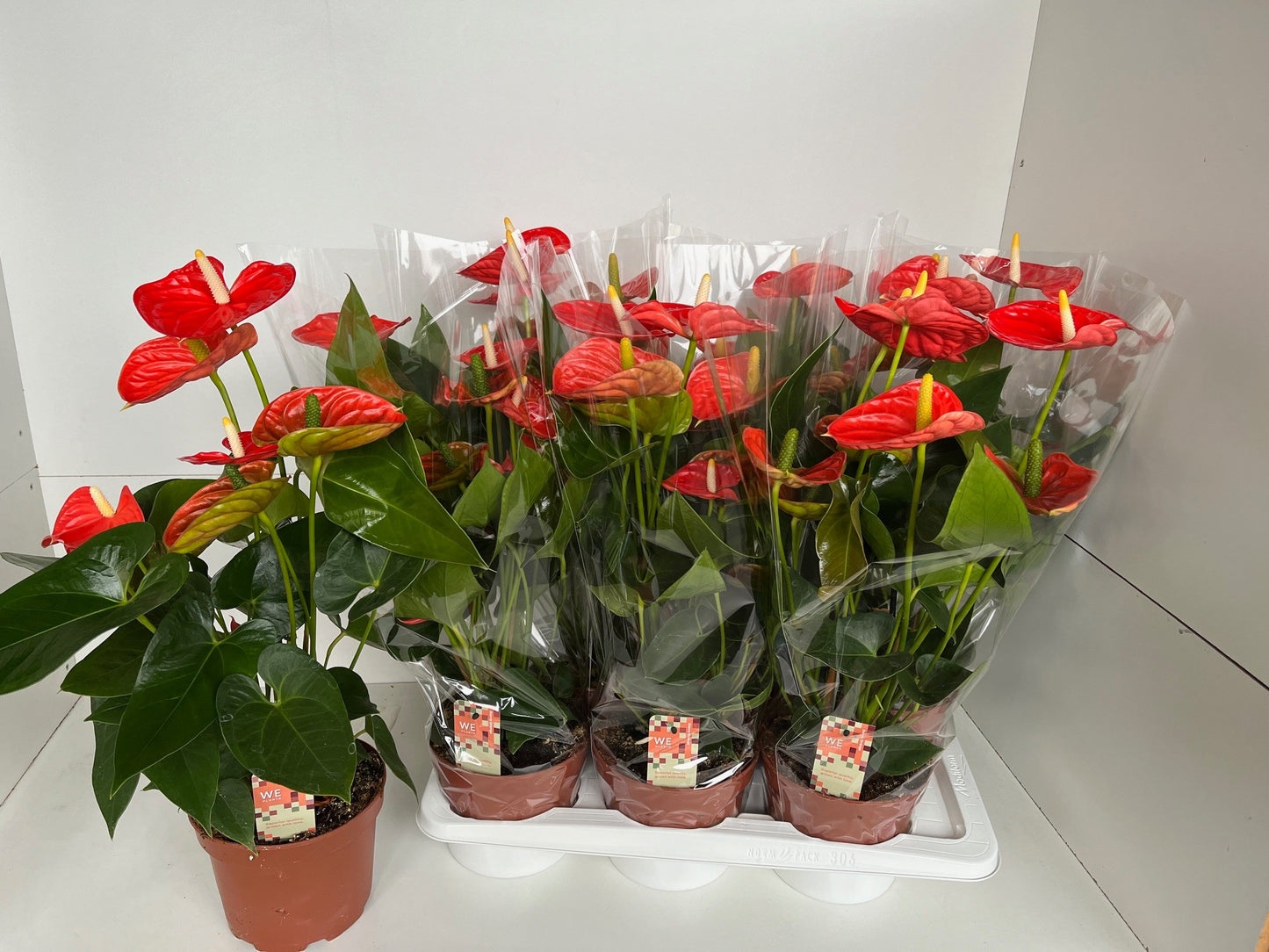Anthurium Sierra Orange 65cm 17cm Pot