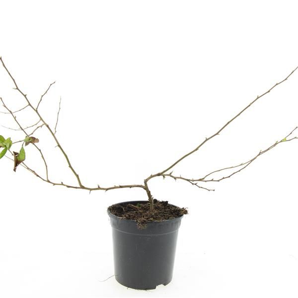 Chaenomeles superba Pink Trail 10cm 14cm Pot