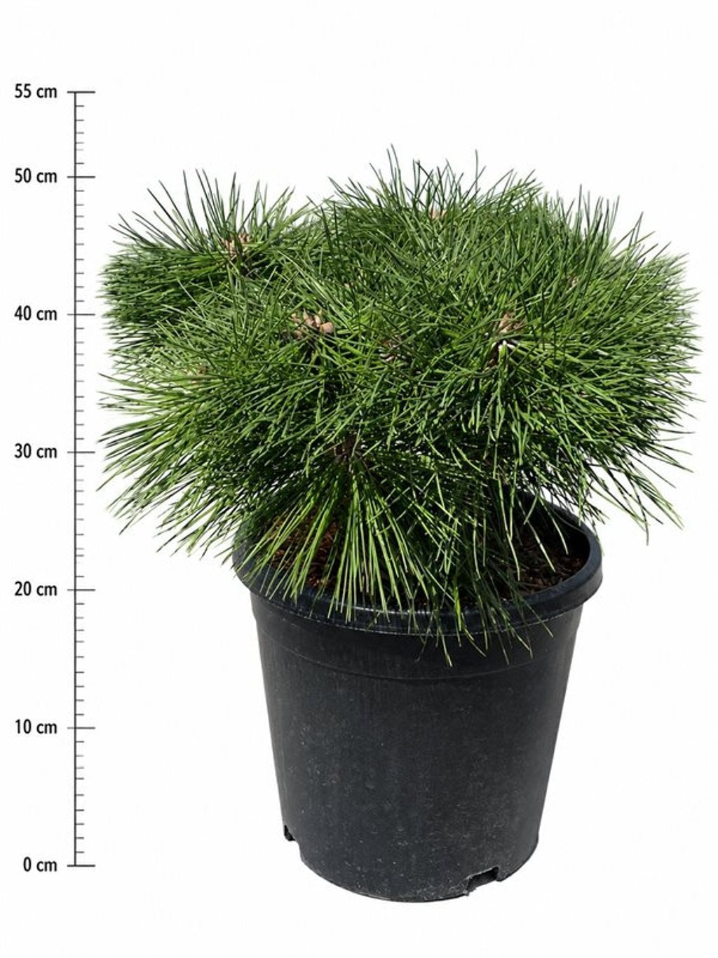 Pinus nigra Pierrick Bregeon 50cm 32cm Pot