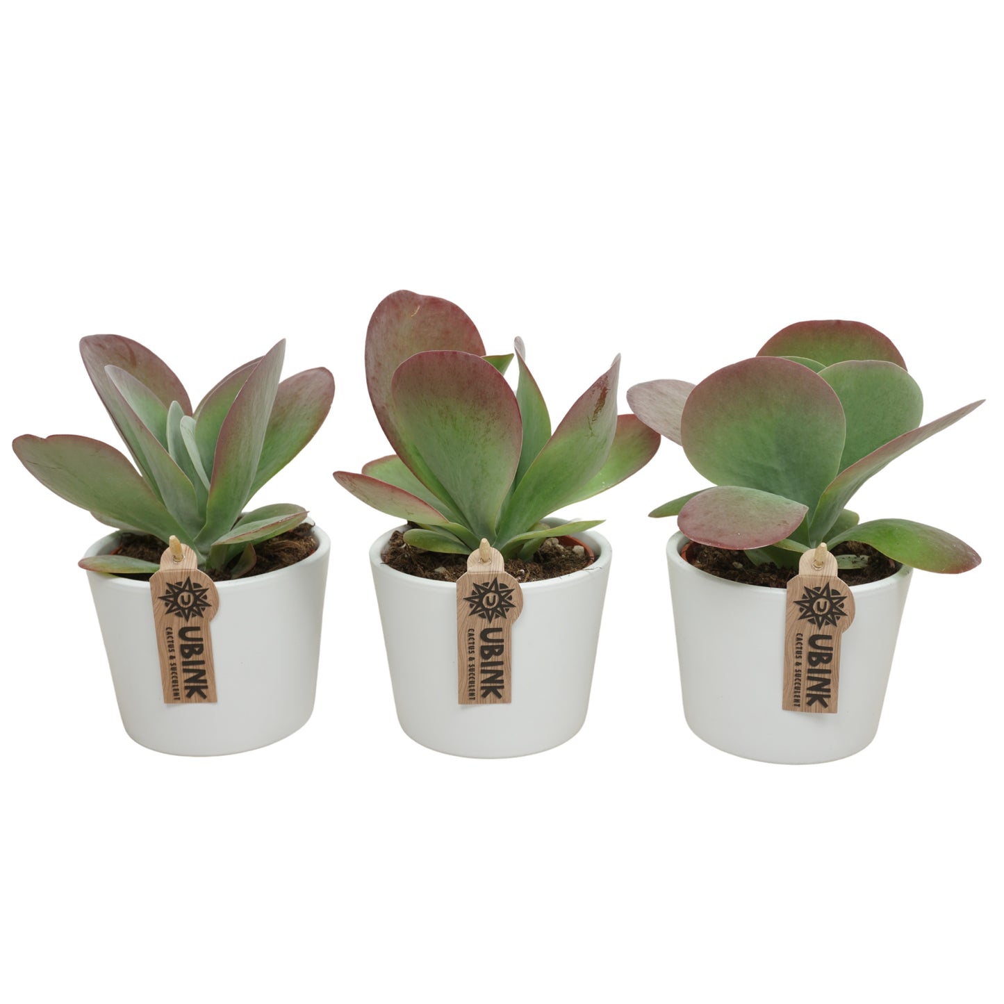 Kalanchoe thyrsiflora Red Lips 17cm 10.5cm Pot