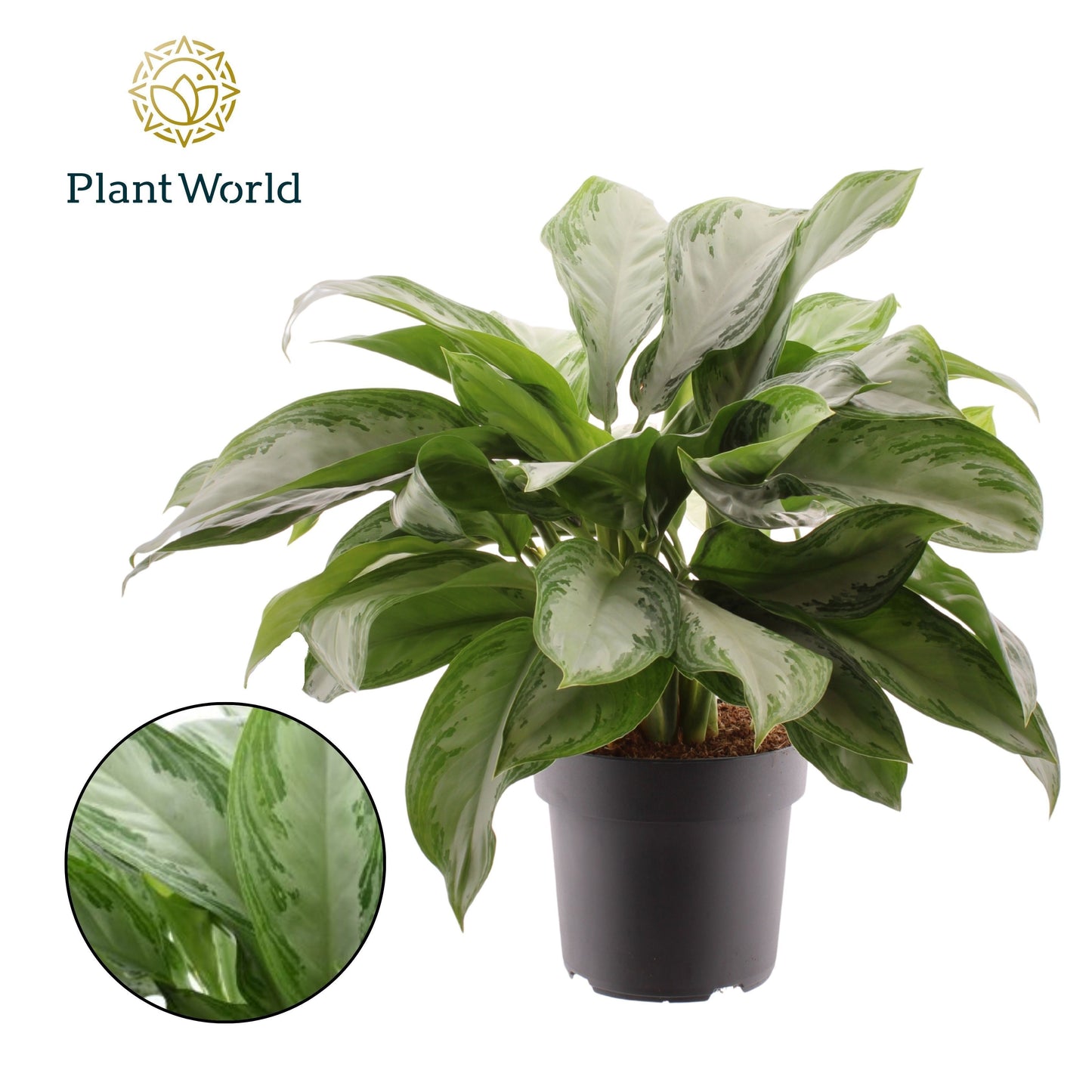 Aglaonema Silver Bay 70cm 21cm Pot