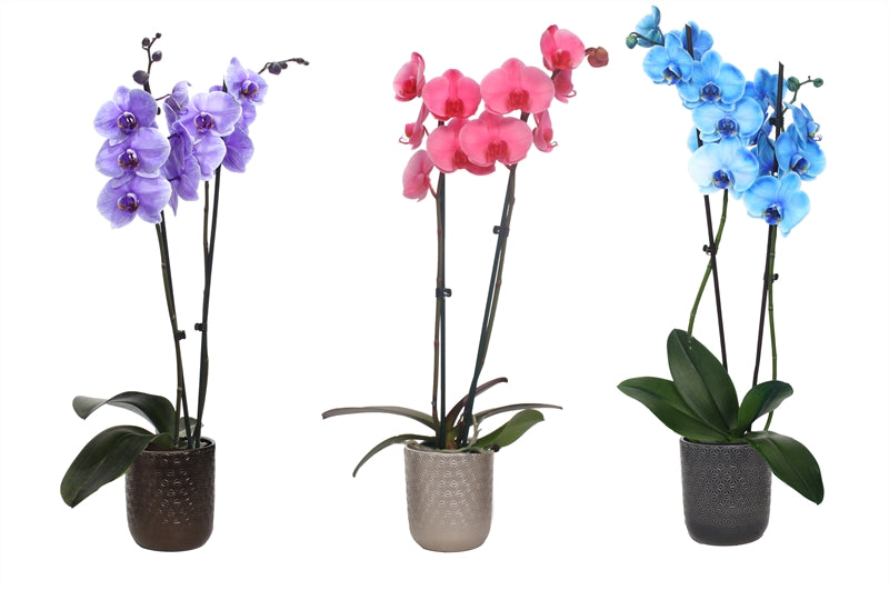 Phalaenopsis Hybrid 55cm 12cm Pot