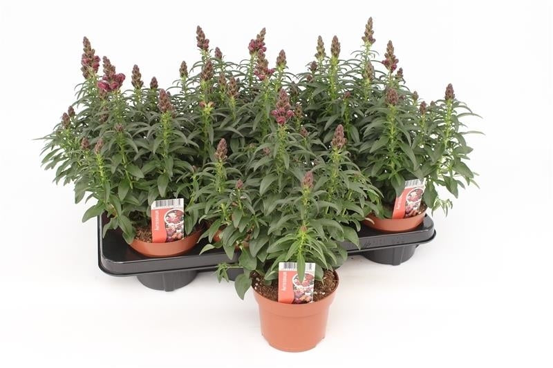 Antirrhinum majus red 35cm 13cm Pot