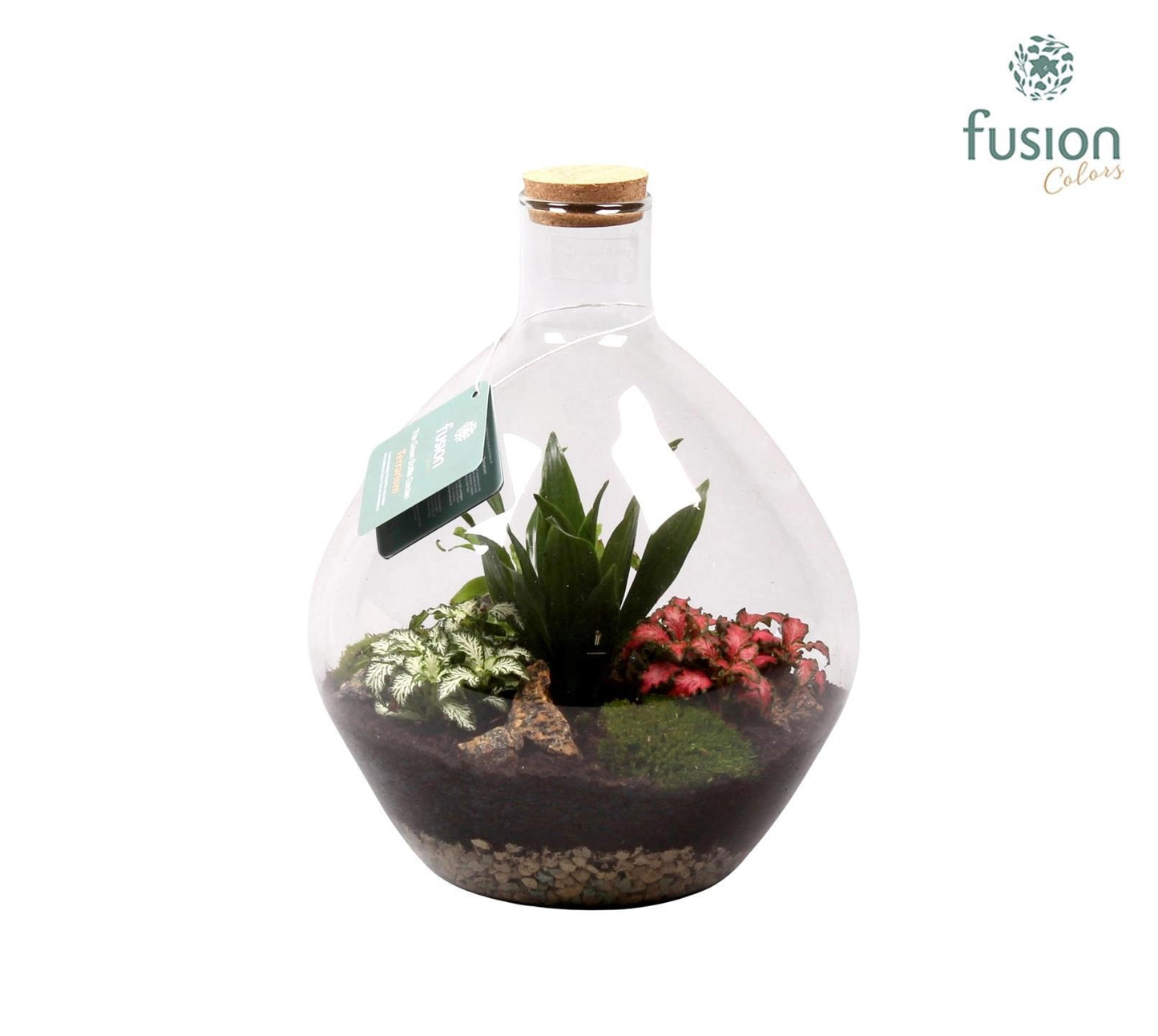 Glas Terrarium glas met kurk en Arrangement D26 H33 35cm 26cm Pot