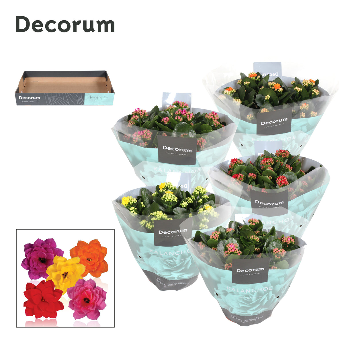 SlijkermanKalanchoe Kalanchoe mix Decorum Pack of 3