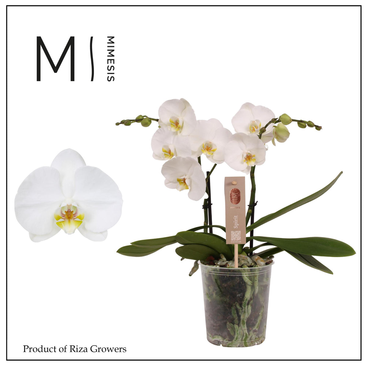 Phalaenopsis Spirit White 45cm 12cm Pot
