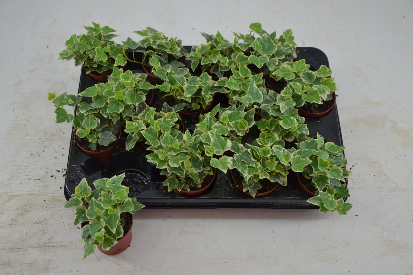 Schoenmakers Verkoop BV Hedera helix variegated Pack of 16