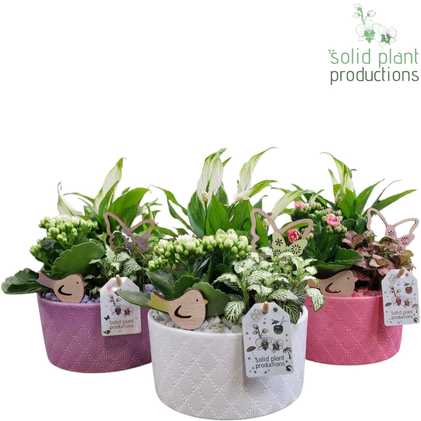 Solid Plant Productions SP002 Eva Lila White Pink Pack of 3