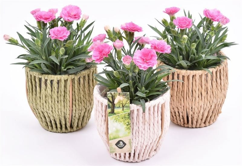 Outdoor arrangement 10cm Pot
