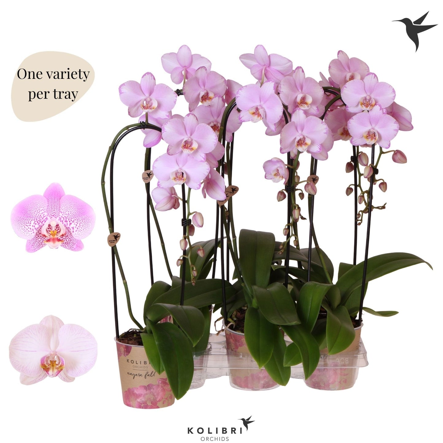 Phalaenopsis Niagara Fall pink 45cm 12cm Pot