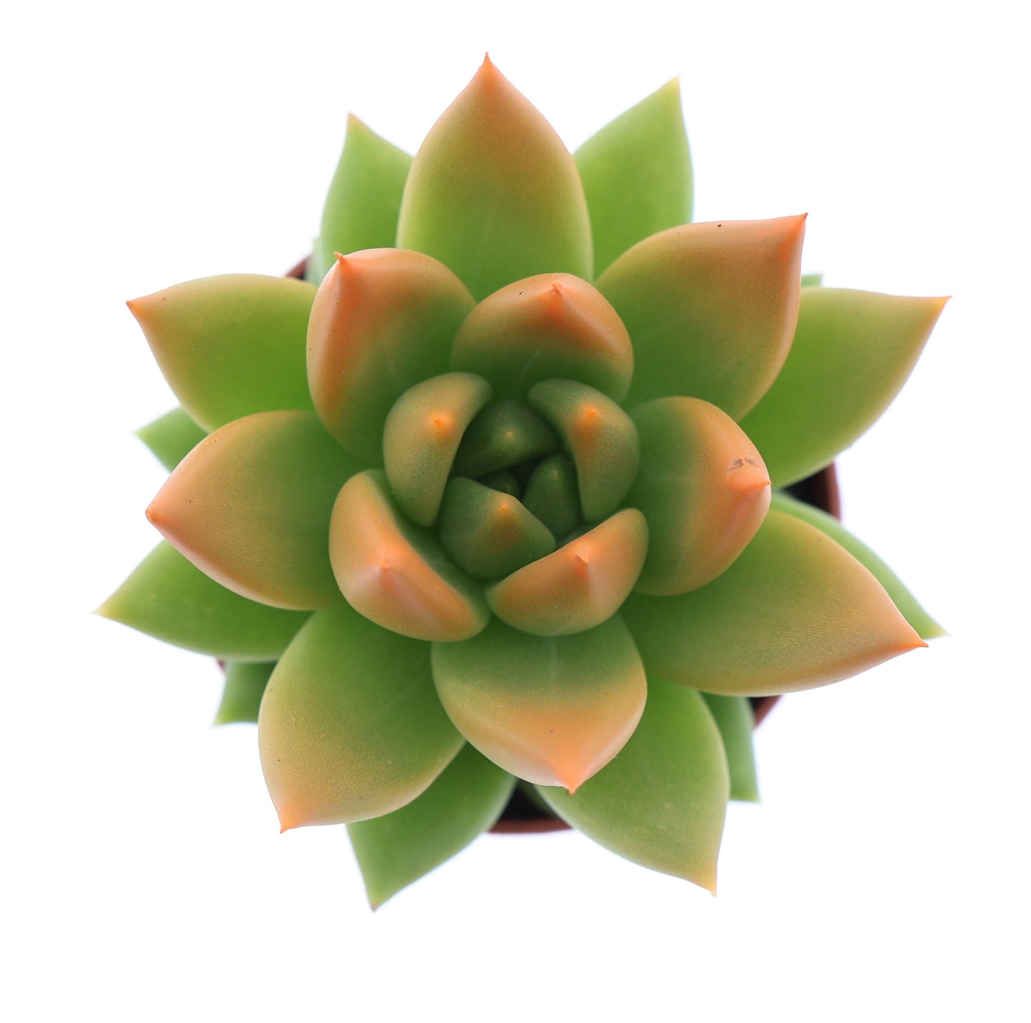 Miranda tips orange 8cm 5.5cm Pot