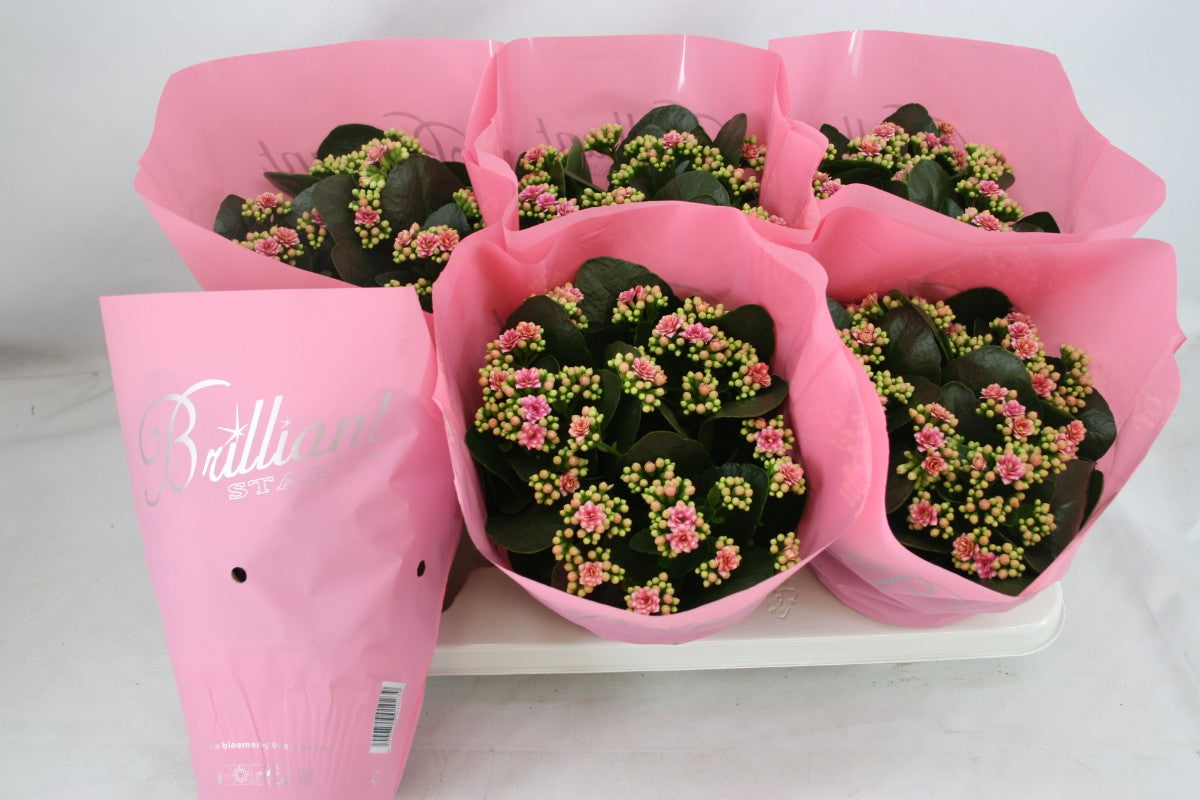 Kalanchoe Weaver Bicolor 24cm 15cm Pot