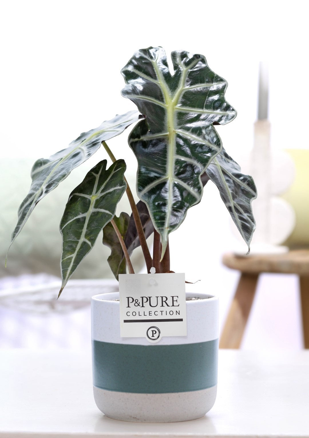Alocasia amazonica 40cm 12cm Pot