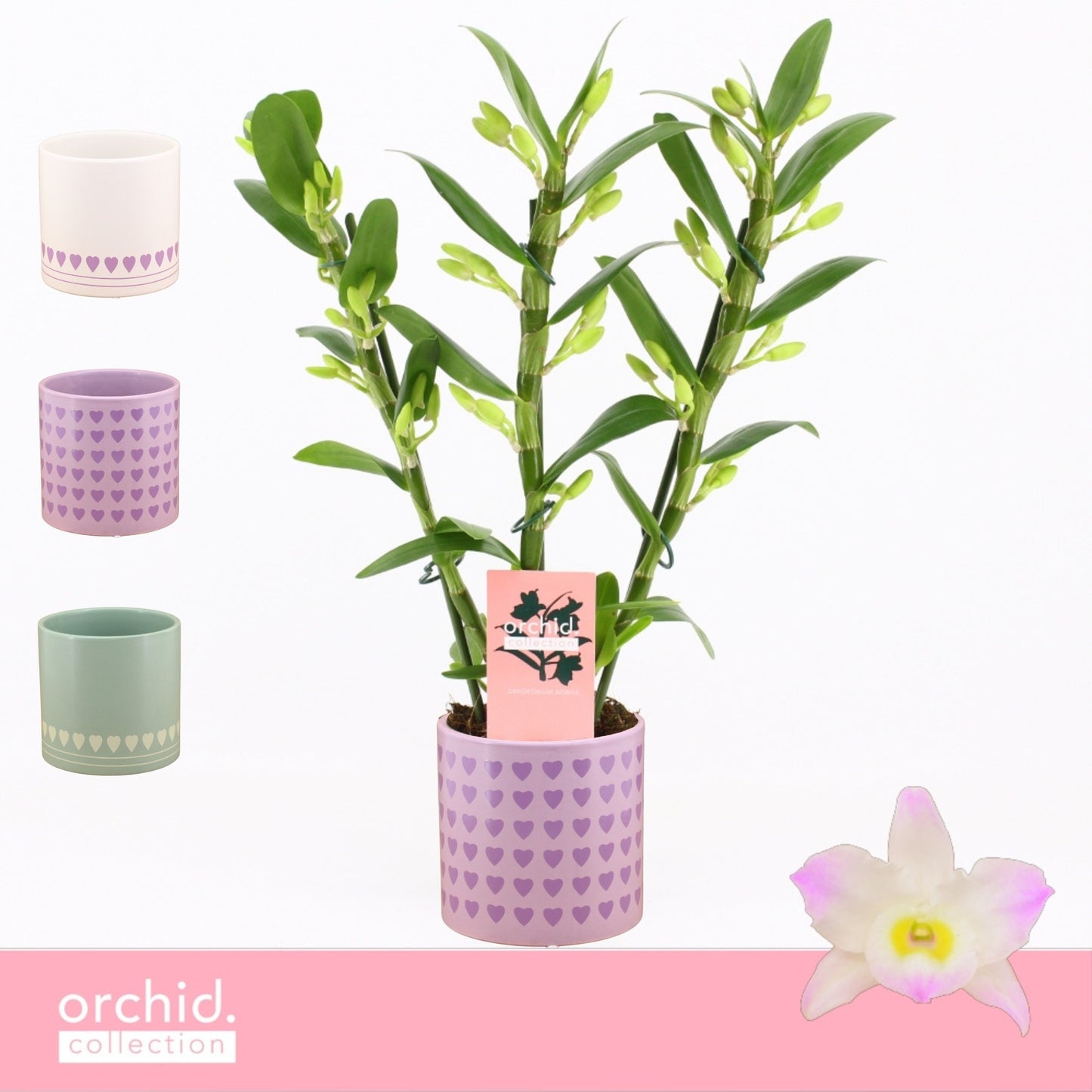 Dendrobium Kumiko 40cm 12cm Pot