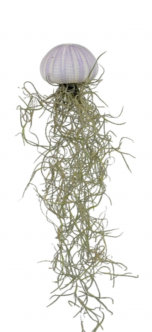 Tillandsia cyanea 10cm 5cm Pot