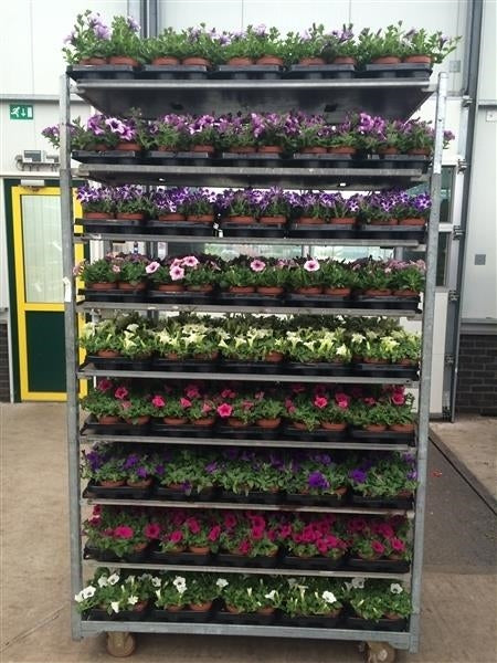 Petunia Surfinia mix trolley 6 col. 25cm 13cm Pot