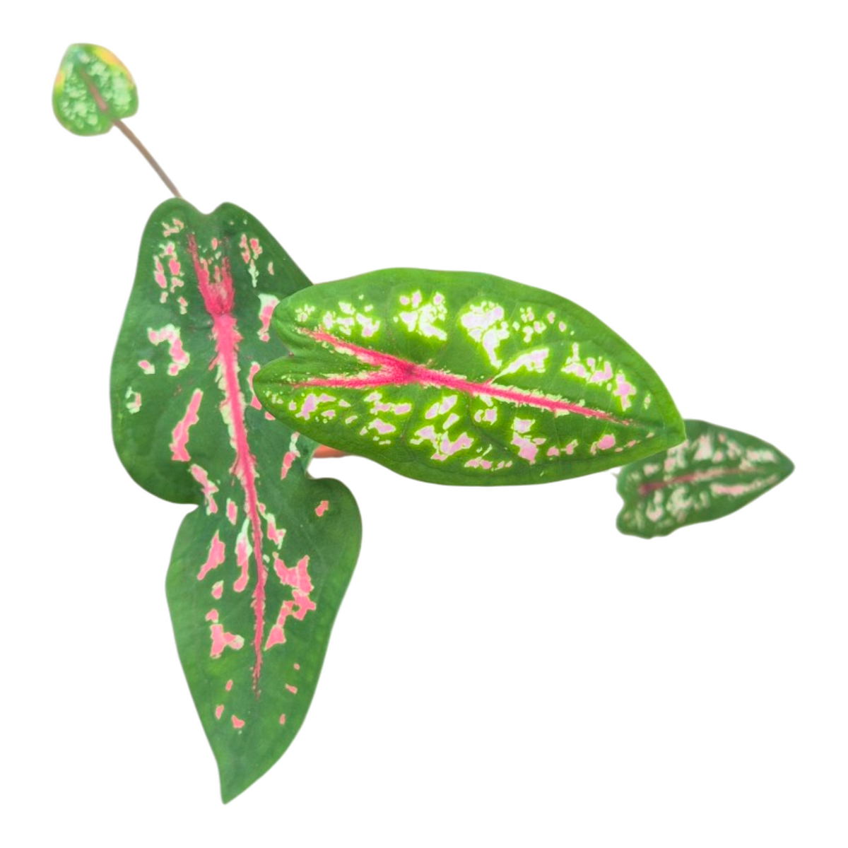 Caladium Carolyn Whorton 25cm 7cm Pot