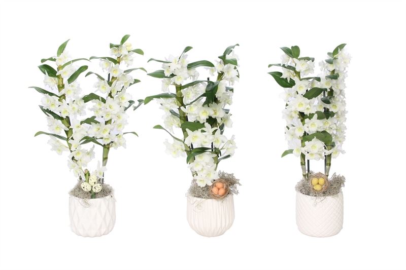 Dendrobium Apollon 50cm 12cm Pot