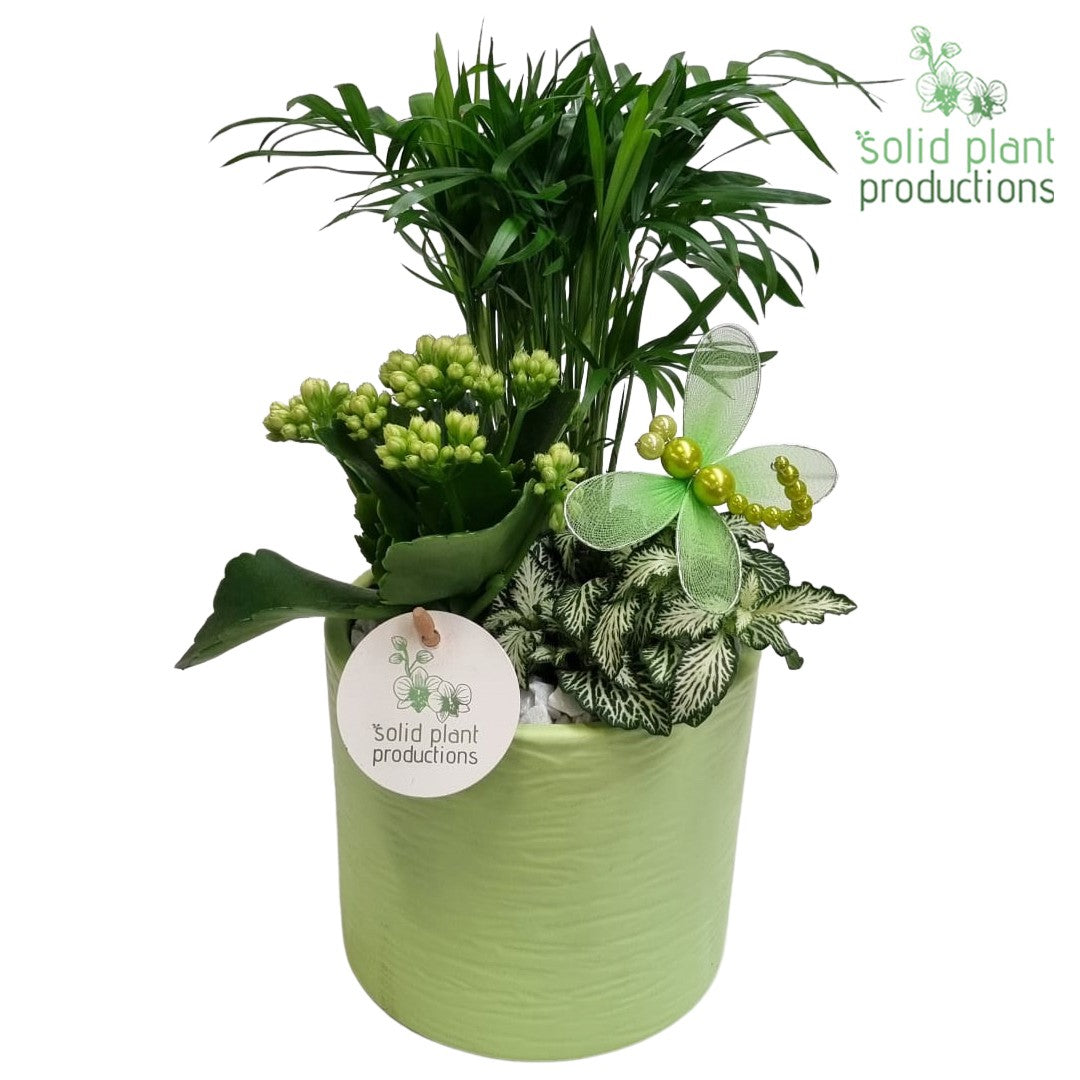 CH001 Amy Light Green 35cm 14cm Pot