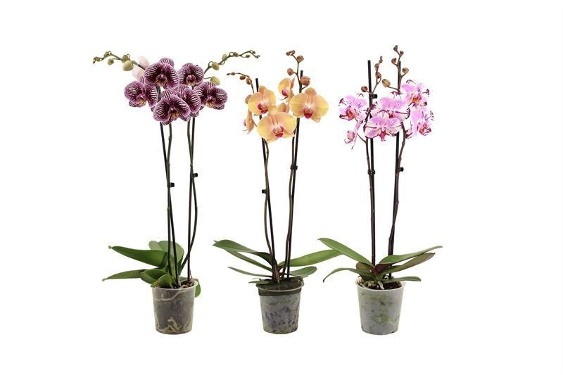 Phalaenopsis mix 60cm 12cm Pot