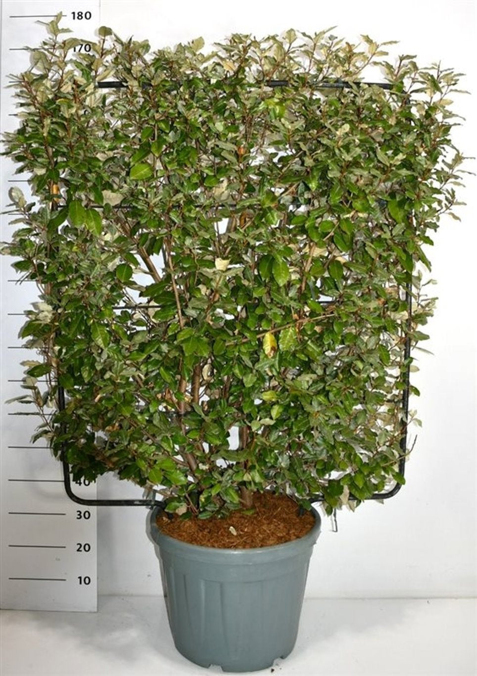 Elaeagnus ebbingei 175cm 47cm Pot