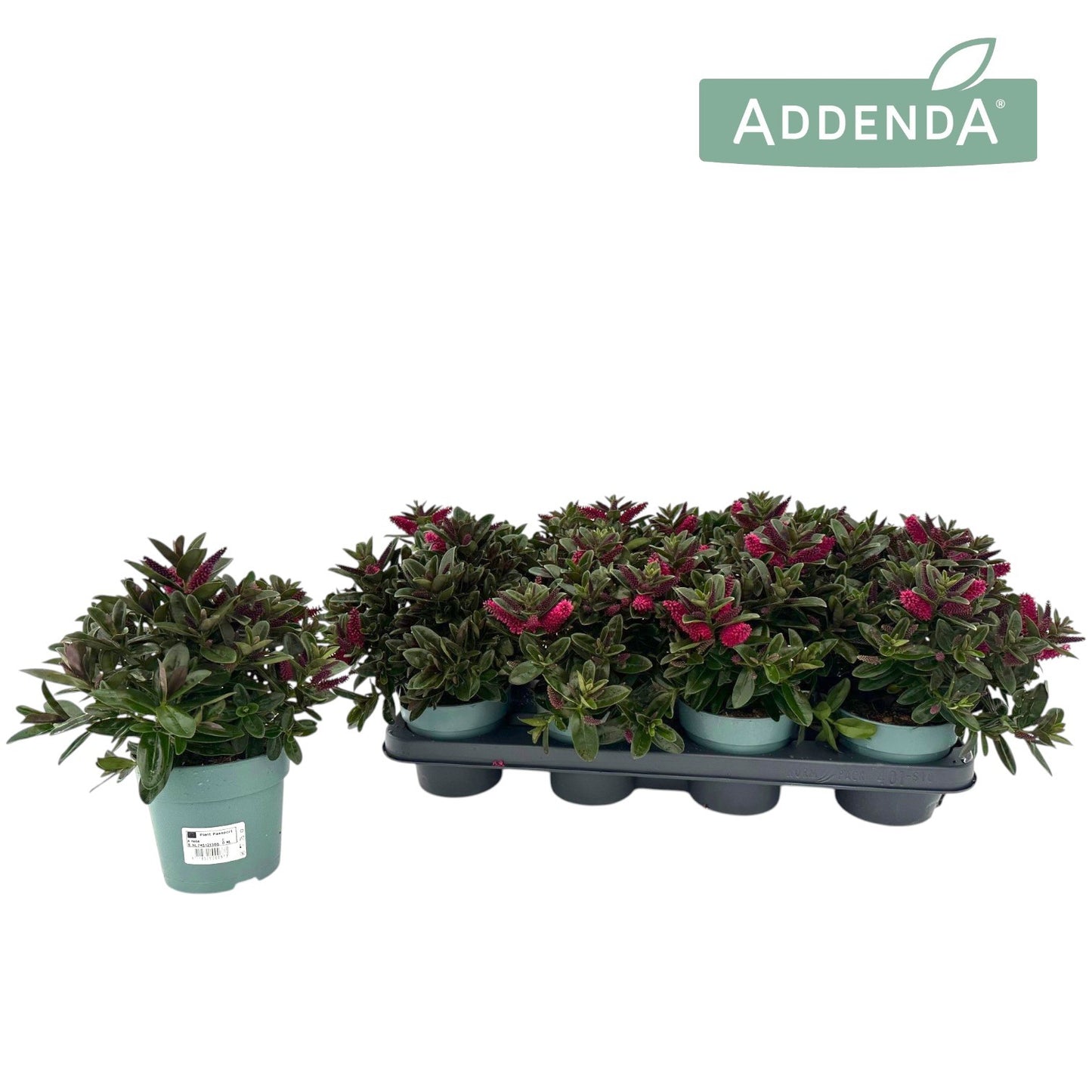 Hebe Hebepetita Red 28cm 12cm Pot