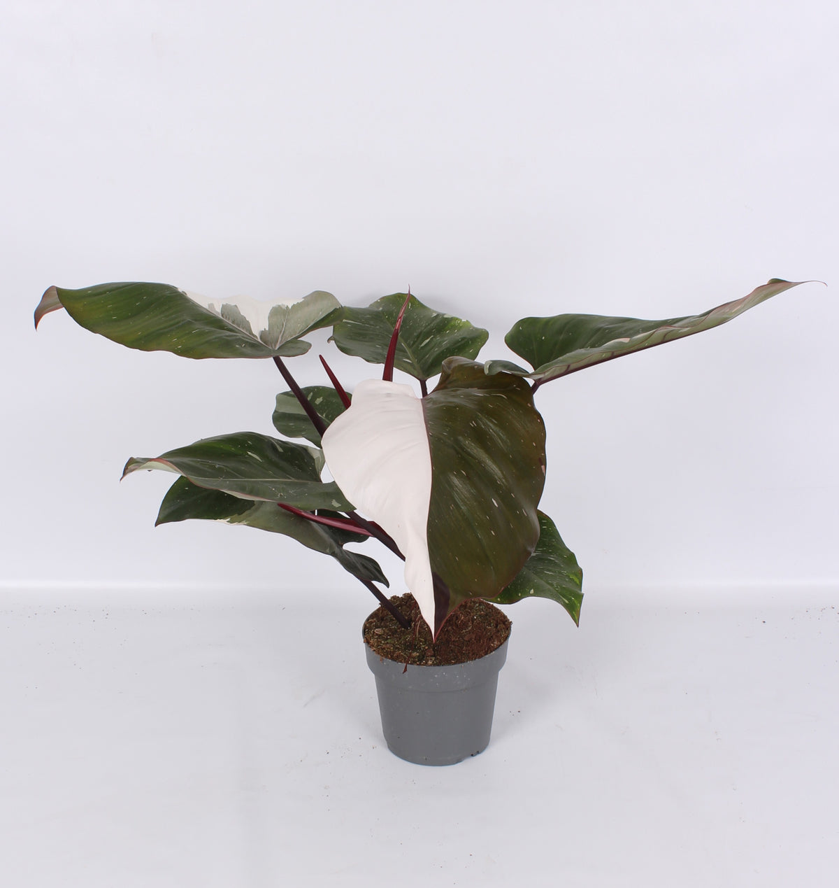 Philodendron scandens 70cm 19cm Pot