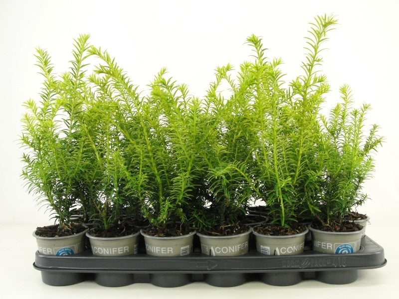 Taxus baccata 20cm 9cm Pot