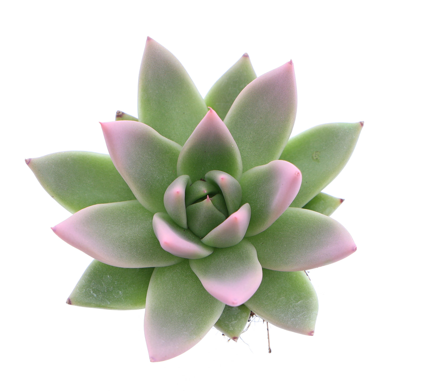 Miranda tips rose 8cm 6cm Pot