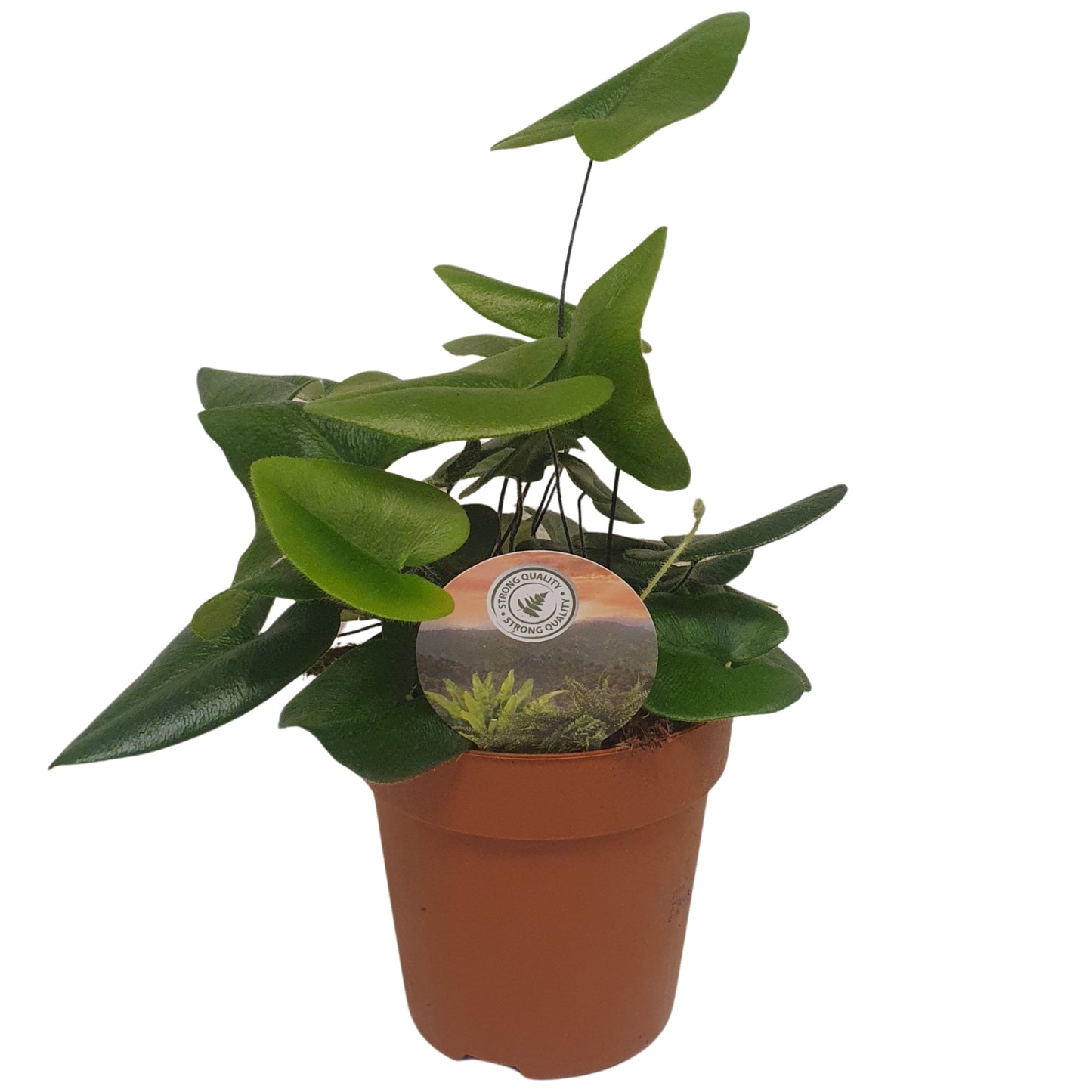 Raadschelders Varens Hemionitis arifolia Pack of 10