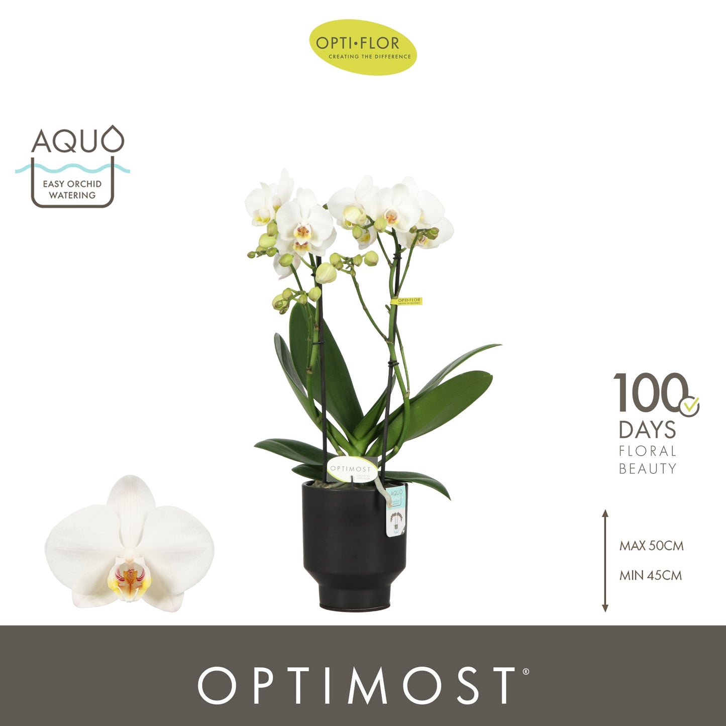 Phalaenopsis multiflora white 45cm 12cm Pot