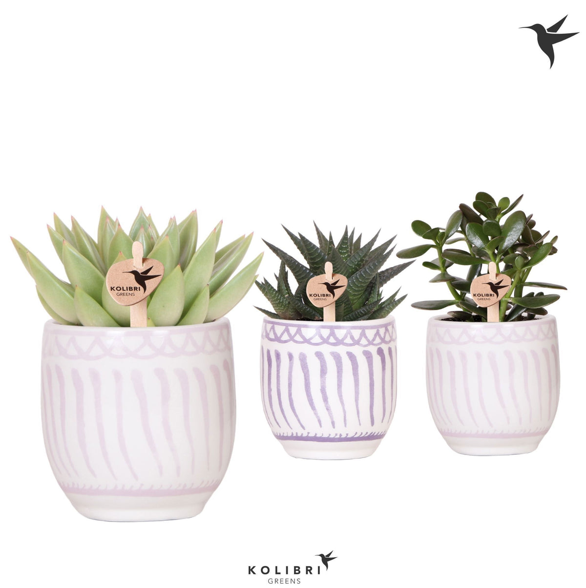 Succulent mix 22cm 9cm Pot
